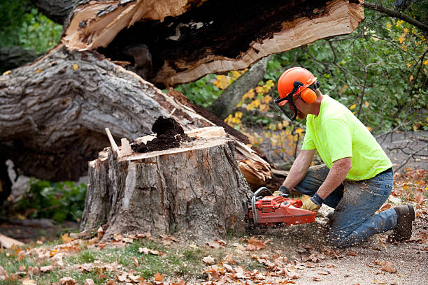 Best Firewood Processing and Delivery  in Yankton, SD